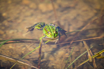 A beautiful common green water frog enjoying sunbathing in a natural habitat at the forest pond. 