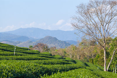 Scenic view of agricultural field against sky