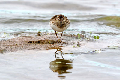 Close-up of bird perching at beach