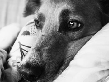 Close-up portrait of puppy relaxing on bed