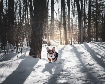 Portrait of dog on snow covered land