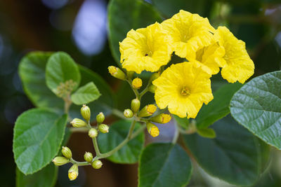 Close-up of yellow flowering plant