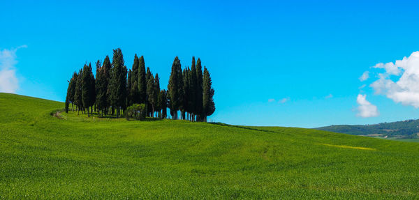 Trees on field against sky