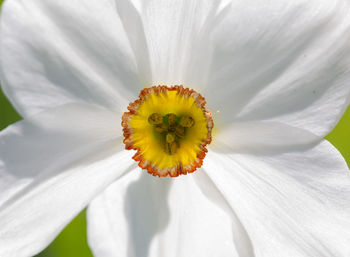 Close-up of white flower head