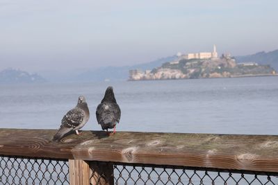 Seagull perching on railing by sea against sky