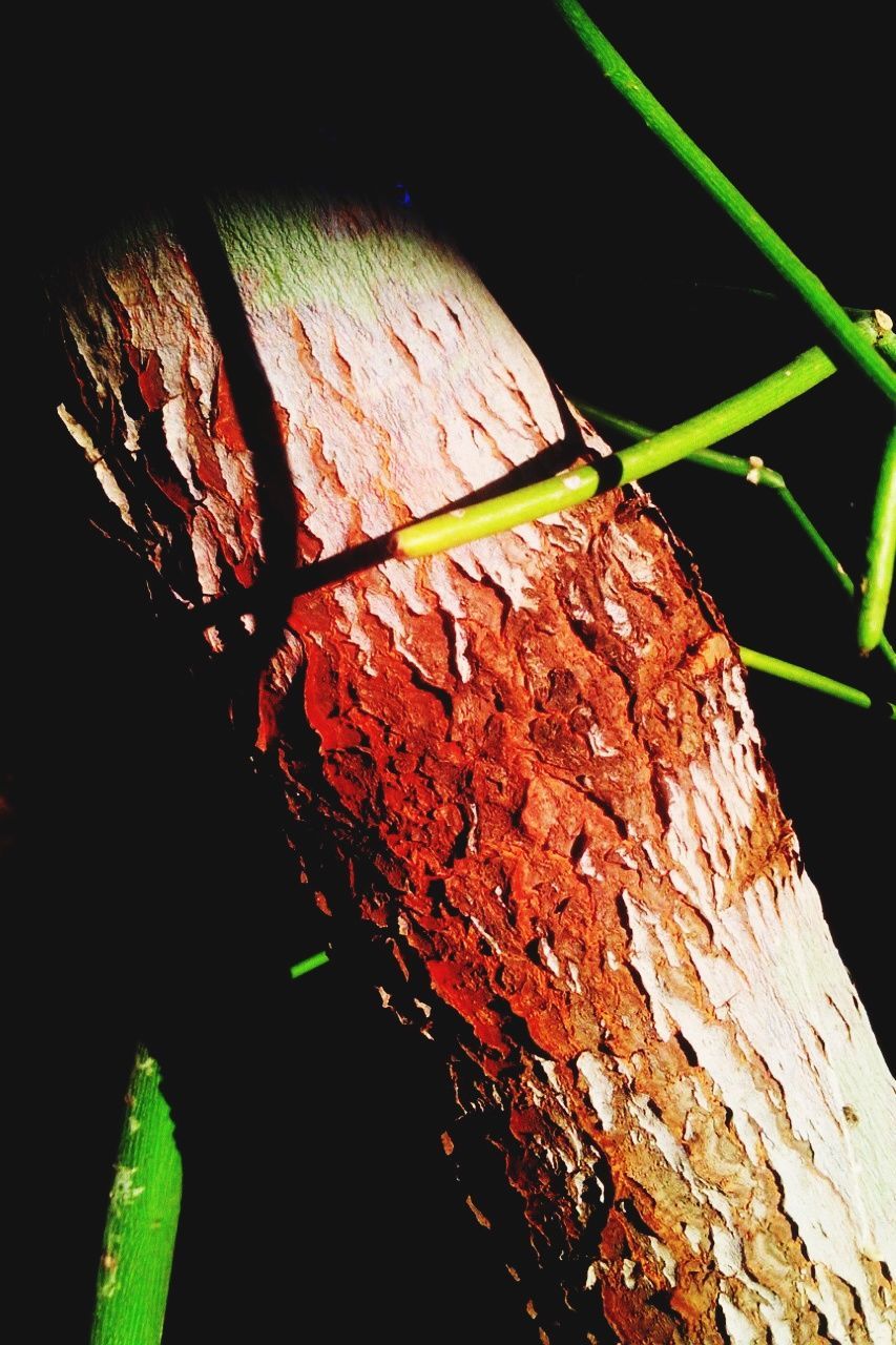 close-up, leaf, nature, plant, green color, textured, leaf vein, natural pattern, growth, focus on foreground, one animal, outdoors, no people, night, insect, selective focus, stem, beauty in nature, animal themes