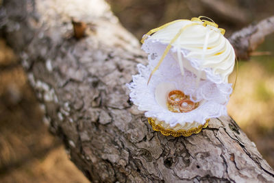 Close-up of white flower on tree trunk