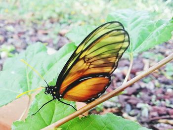 Close-up of butterfly on leaf