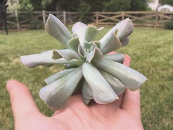 Close-up of hand holding flower against blurred background