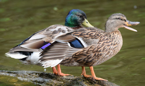 Side view of duck swimming in lake