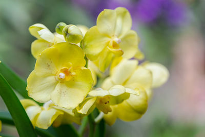 Close-up of yellow flowering plant