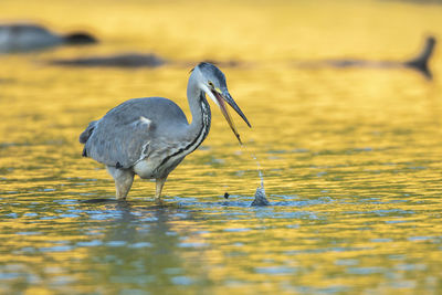 View of heron in lake