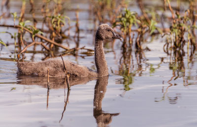 Signet swimming in lake