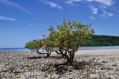 Tree by sea against sky