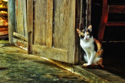 Cat sitting on wooden door