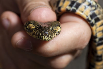 Close-up of person holding a snake with the hands