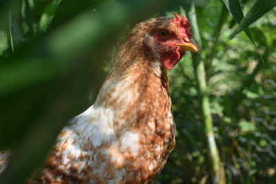 Close-up of a bird
