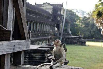 Monkeys sitting on built structure