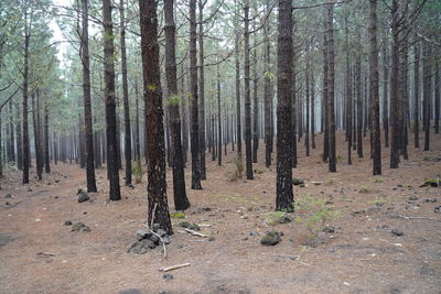 Trees in forest