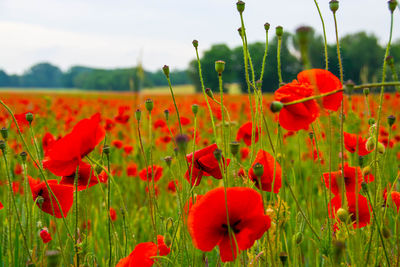 Close-up of red poppy flowers in field