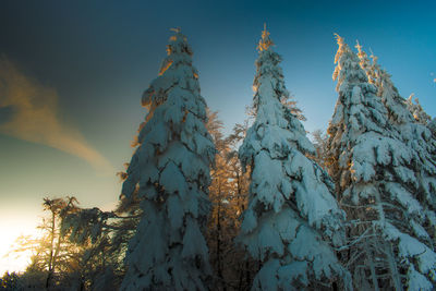 Low angle view of trees against sky during winter