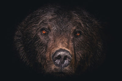 Close-up portrait of a dog over black background