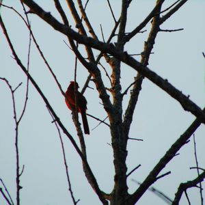 Low angle view of bird perching on tree against sky