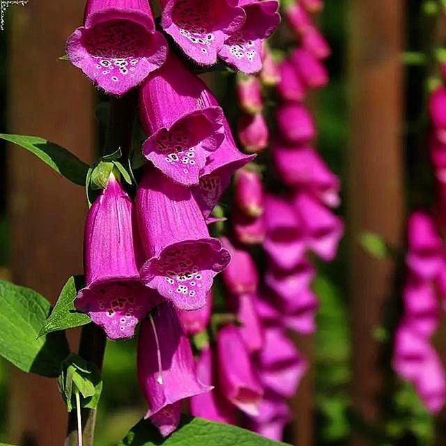 flower, freshness, purple, fragility, petal, growth, beauty in nature, close-up, flower head, focus on foreground, plant, pink color, blooming, nature, in bloom, bud, selective focus, outdoors, park - man made space, stem