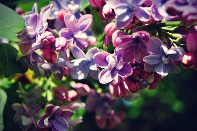 Close-up of pink flowers