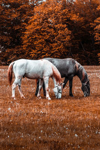 Side view of two horses on land