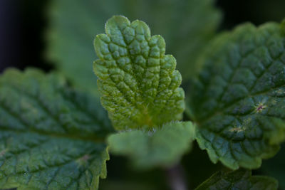 Close-up of fresh green leaves