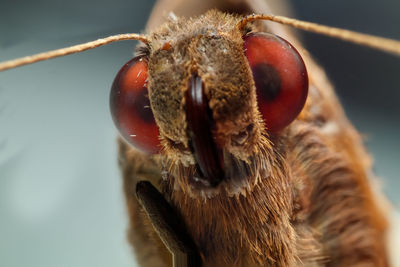 Close-up of insect