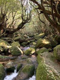 Stream flowing through rocks in forest