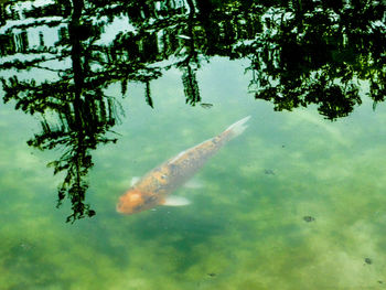 Close-up of fish swimming in water