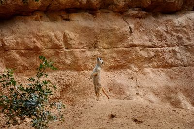 View of a lizard on rock