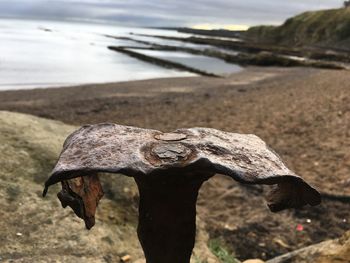 Close-up of lizard on beach against sky