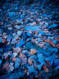 High angle view of dry leaves on field