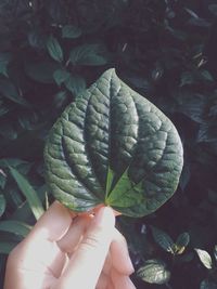 Close-up of hand holding leaves