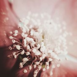 Macro shot of pink flower