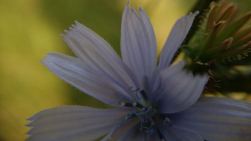 Close-up of flower blooming outdoors