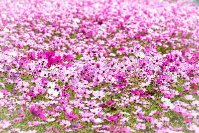 Close-up of pink flowering plants on field