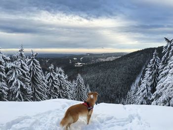 Dog standing on snow covered field