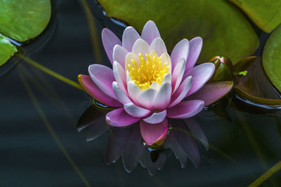 Close-up of water lily in pond