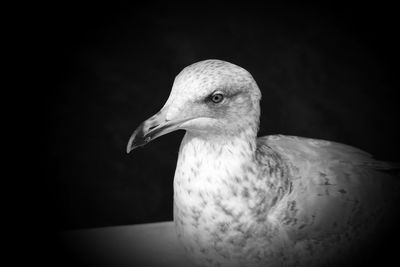 Close-up of seagull