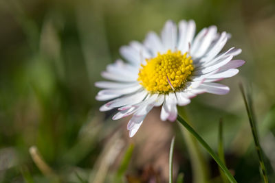 Close-up of white daisy flower
