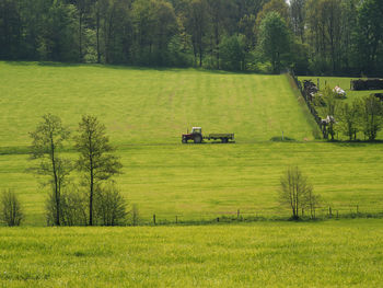 Scenic view of grassy field
