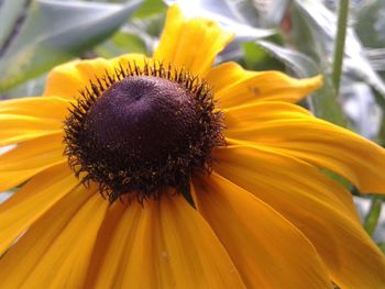 Close-up of honey bee on yellow flower