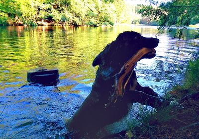 Dog by lake against sky