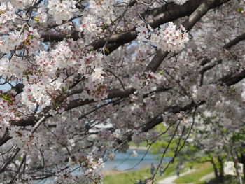 Low angle view of cherry blossom tree