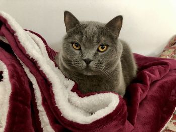 Close-up portrait of a cat